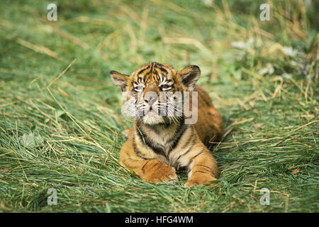 Tigre de Sumatra, Panthera tigris sumatrae, Cub Banque D'Images