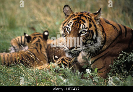 Tigre de Sumatra, Panthera tigris sumatrae, mère et son petit Banque D'Images
