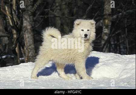 Chien Chiot Samoyede, debout sur la neige Banque D'Images