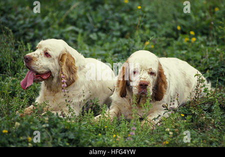 Clumber Spaniel portant sur l'herbe Banque D'Images