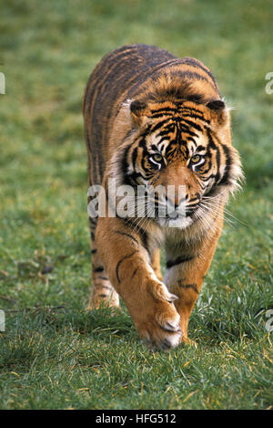 Tigre de Sumatra, Panthera tigris sumatrae, homme randonnée pédestre Banque D'Images