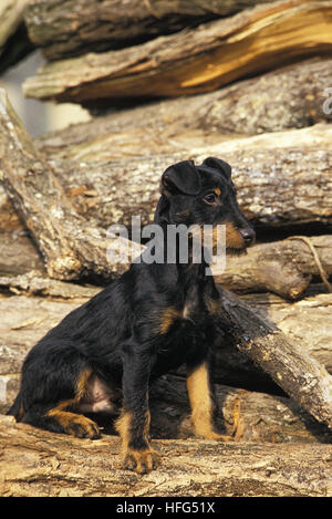 Jagd Terrier ou Terrier de chasse allemand, adulte Banque D'Images