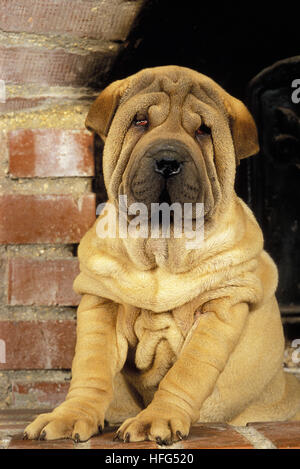 Shar Pei, chien chiot assis Banque D'Images