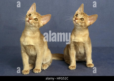Abyssin Fawn chatons chat domestique, Banque D'Images