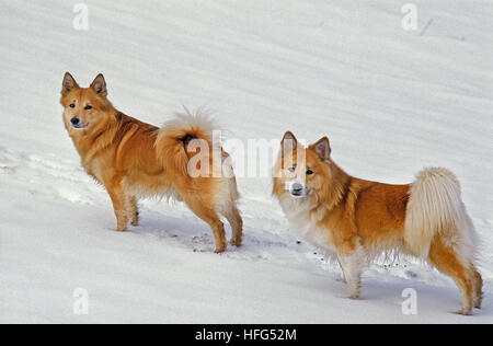 L'Islande ou chien de berger islandais, adultes debout sur la neige Banque D'Images