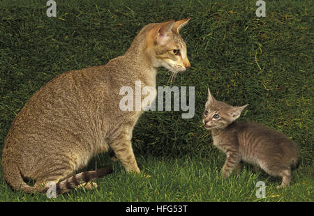 Oriental chat domestique, de la mère et de l'Chaton Banque D'Images