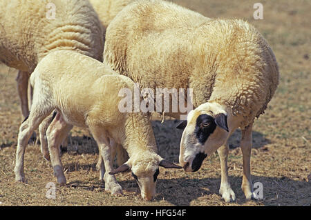 Causses du Lot les moutons domestiques, une race française Banque D'Images