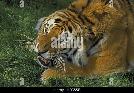 Tigre de Sibérie, Panthera tigris altaica, ses crocs d'Adultes Banque D'Images