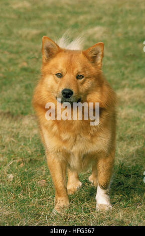 Spitz finlandais Spitz finlandais,Adultes, debout sur l'herbe Banque D'Images