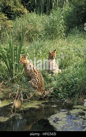 Serval (Leptailurus serval Banque D'Images