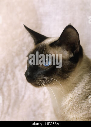 Seal Point Siamese chat domestique, Portrait d'adulte Banque D'Images