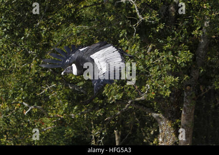 Condor des Andes, vultur gryphus, femme en vol Banque D'Images