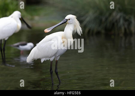 Spatule blanche Platalea leucorodia, adultes, dans l'eau Banque D'Images