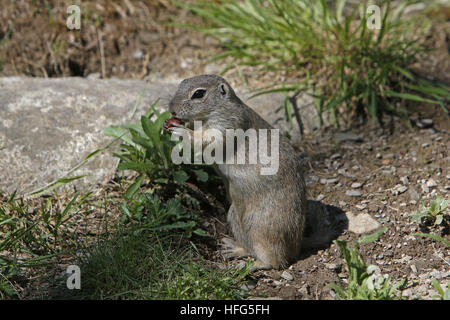 Spermophilus citellus, souslik d'Europe, l'adulte qui les noisettes, France Banque D'Images