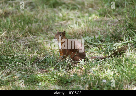 L'Écureuil roux, sciurus vulgaris, adulte debout sur l'herbe, l'Auvergne en France Banque D'Images