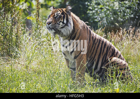 Tigre de Sumatra, Panthera tigris sumatrae, homme Banque D'Images