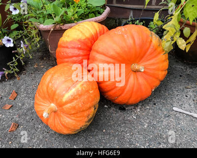 Rouge récolté d'Etampe pumpkins mûrissement en jardin Banque D'Images