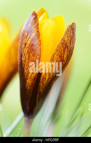 Crocus korolkowii 'Golden Nugget' Février Banque D'Images