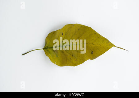 Fallen Leaf on white background Banque D'Images