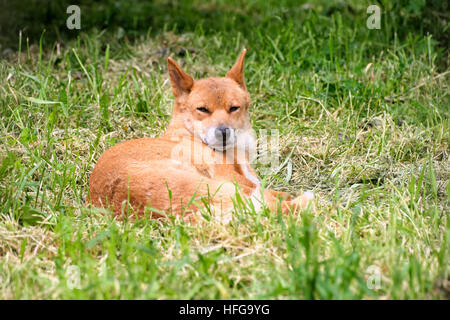 Dingo australien sauvage dans l'herbe Banque D'Images