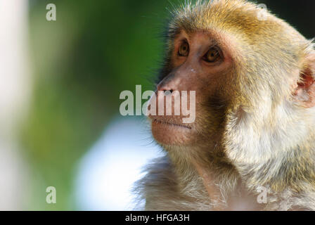 Darjeeling : singe Rhésus (Macaca mulatta), Bengale occidental, Inde, Westbengalen Banque D'Images