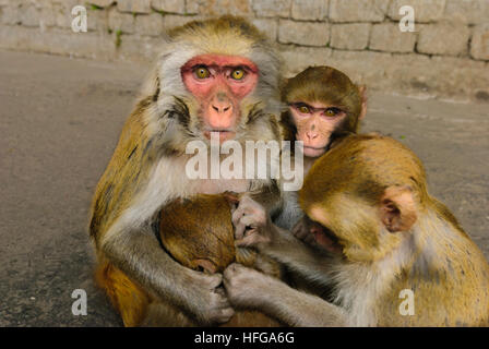 Darjeeling : singe Rhésus (Macaca mulatta), Bengale occidental, Inde, Westbengalen Banque D'Images