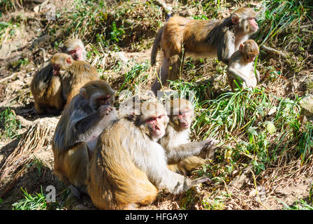 Darjeeling : singe Rhésus (Macaca mulatta), lousing, Bengale occidental, Inde, Westbengalen Banque D'Images