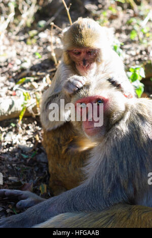 Darjeeling : singe Rhésus (Macaca mulatta), lousing, Bengale occidental, Inde, Westbengalen Banque D'Images