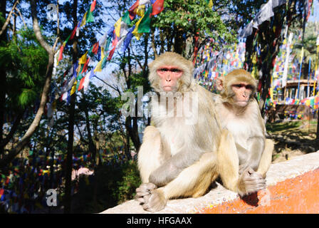 Darjeeling : des singes Rhésus (Macaca mulatta) en face de drapeaux de prière Tibetains, Bengale occidental, Inde, Westbengalen Banque D'Images