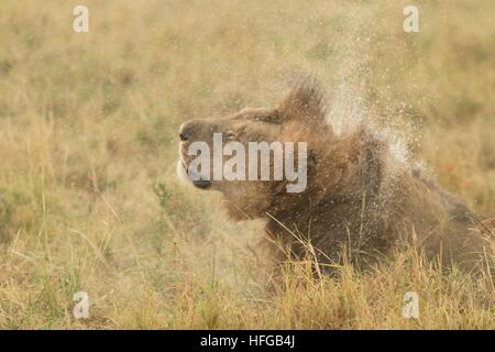 La crinière d'un lion mâle hoche la tête hors de l'eau de pluie Banque D'Images