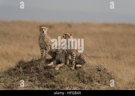 Cheetah mère et oursons assis sur termitière Banque D'Images