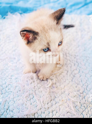 Chat Siamois Bebe Sur Un Tapis Blanc Photo Stock Alamy