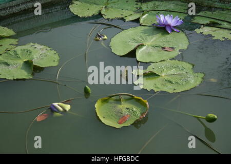 Fleurs de couleur violet (violet) water lily (Lotus). La vue captées à un étang de lotus dans le jardin. Beau floral background Banque D'Images