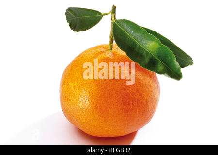 La mandarine (Citrus reticulata) avec des feuilles Banque D'Images