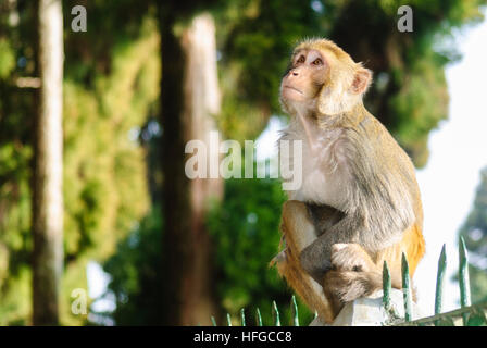 Darjeeling : singe Rhésus (Macaca mulatta), Bengale occidental, Inde, Westbengalen Banque D'Images