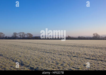 Un champ de blé d'hiver givrée avec des arbres, des collines et des haies dans un paysage english channel sous un ciel bleu clair Banque D'Images