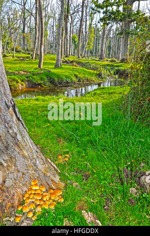 Ruisseau coule à travers la forêt de chêne mort. Parc national New Forest, en Angleterre. Banque D'Images