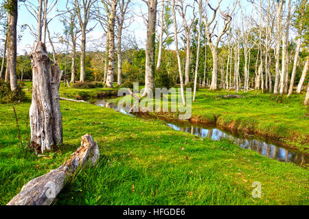 Ruisseau coulant à travers la forêt de chênes morts dans le parc national de New Forest, en Angleterre. Banque D'Images