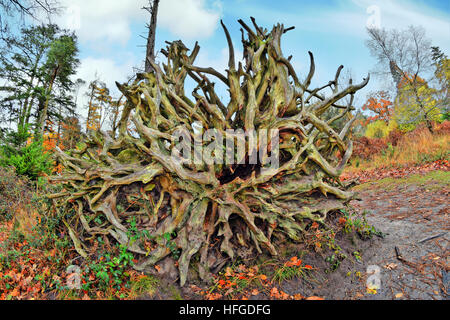 Racine d'arbre tombé dans Parc national New Forest, Hampshire, Angleterre Banque D'Images