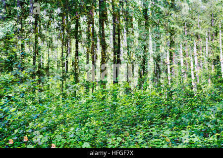 Forêt tropicale, une exposition multiple près du lac Quinault dans Olympic National Forest, dans l'État de Washington. Banque D'Images