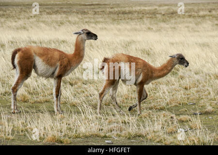 Guanaco mâle essayant de s'accoupler avec une femme, NP Torres del Paine, Patagonie, au Chili Banque D'Images