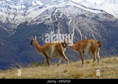 Guanacos dans NP Torres del Paine, Patagonie, Chili Banque D'Images