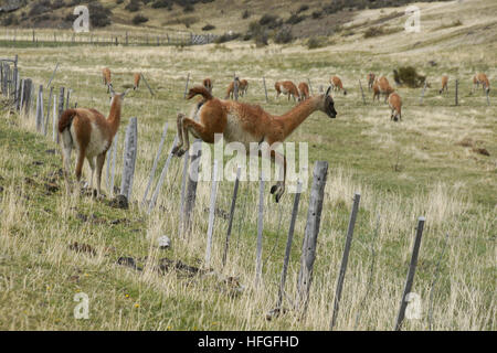 Cobourg jumping fence, NP Torres del Paine Patagonie, au Chili Banque D'Images