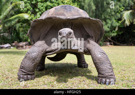 Tortue géante d'Aldabra aux Seychelles à l'île tropicale Banque D'Images