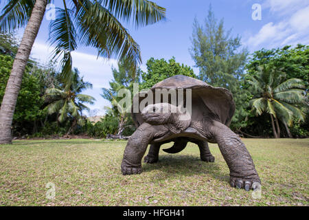 Tortue géante d'Aldabra aux Seychelles à l'île tropicale Banque D'Images