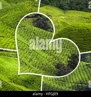 Collage de la Malaisie, la plantation de thé en Cameron Highlands Banque D'Images