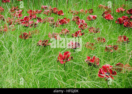 Coquelicots dans l'herbe. Partie de la vague de pavot Sculpture à Château de Lincoln. L'artiste Paul Cummins. Designer Tom Piper. Banque D'Images