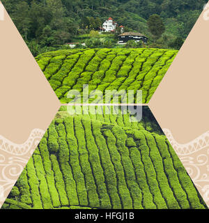 Collage de la Malaisie, la plantation de thé en Cameron Highlands Banque D'Images