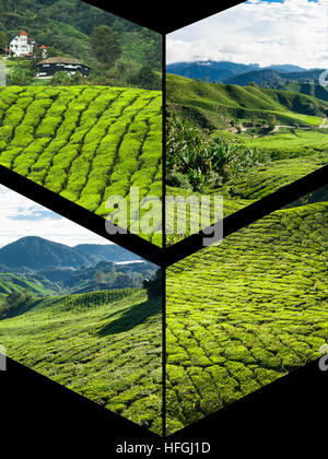 Collage de la Malaisie, la plantation de thé en Cameron Highlands Banque D'Images