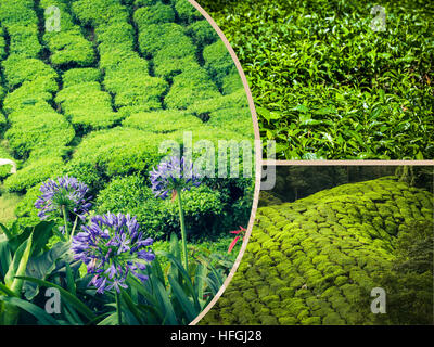 Collage de la Malaisie, la plantation de thé en Cameron Highlands Banque D'Images